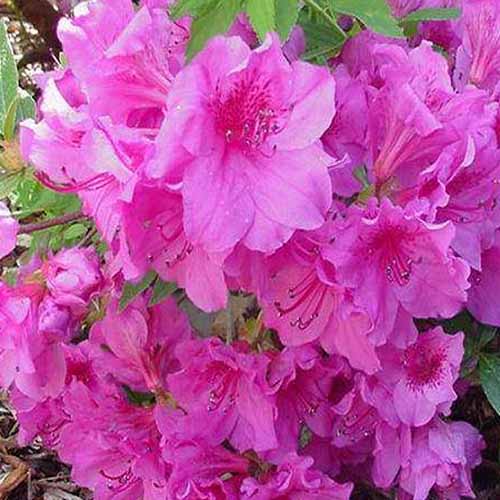 azalea_pouk_compacta.jpg
