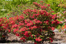 azalea rhrhodelectriclightsred-05-11218-1-1-1073x715.jpg