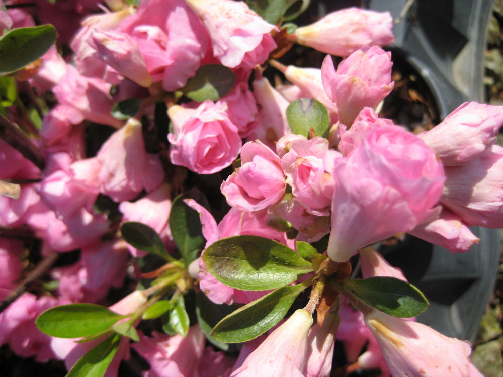 azalea rosebud flower.jpg