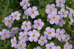 bacopa%20gulliver%20bl%20sensatoin[1].jpg