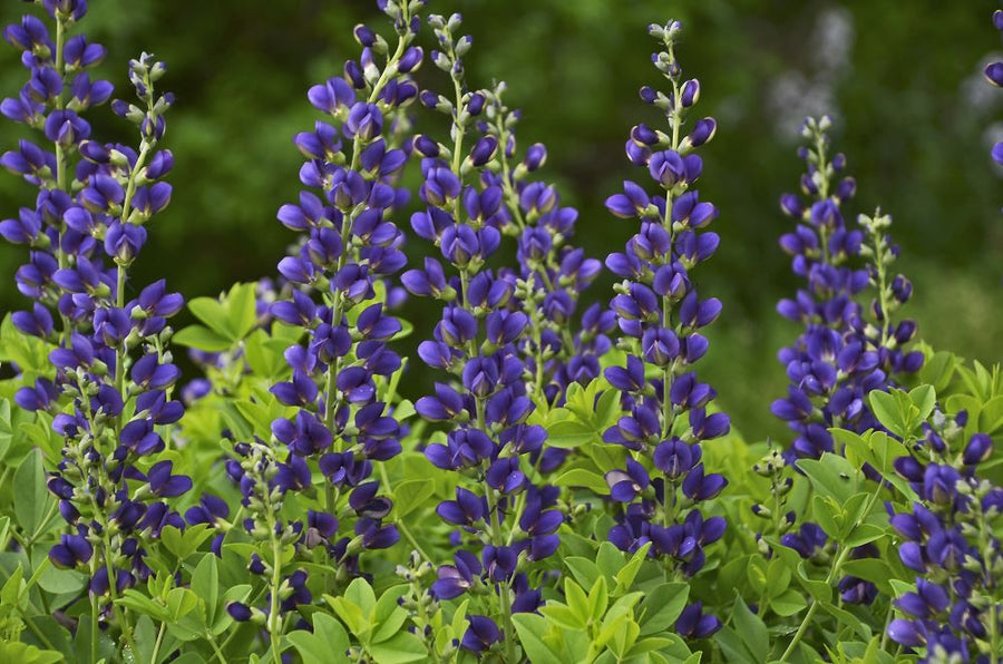 baptisia-sparkling-sapphires.jpg