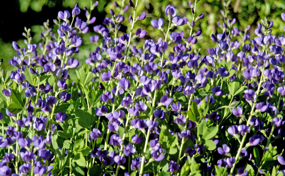 baptisia australis.jpg