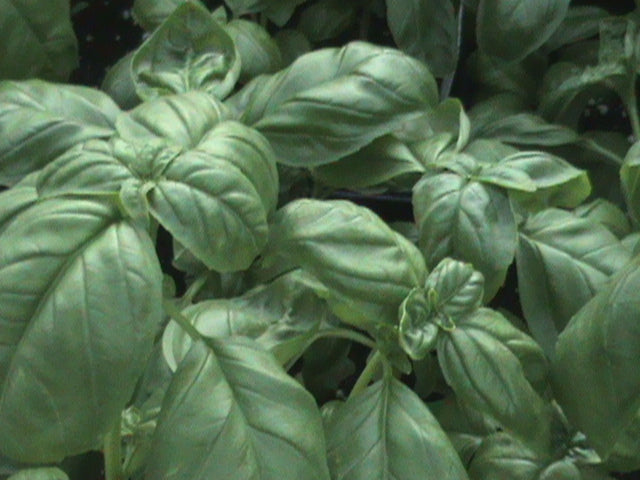 basil_dolce_fresca[1].jpg