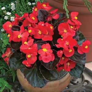 begonia%20bada%20boom%20bronzeleaf%20red[1].jpg