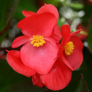 begonia%20big%20rose[1].jpg