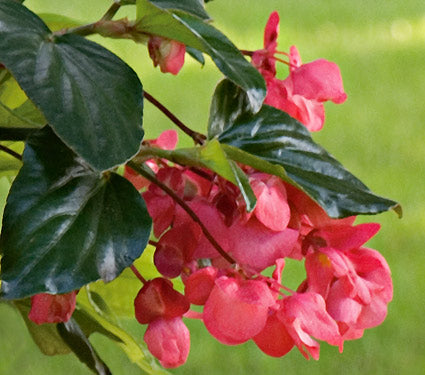 begonia%20dragon%20wing%20pink[1].jpg