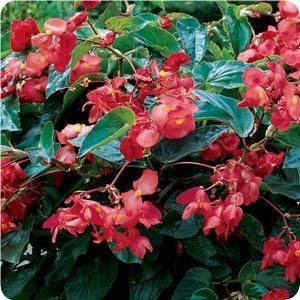 begonia%20dragon%20wing%20red[1].jpg