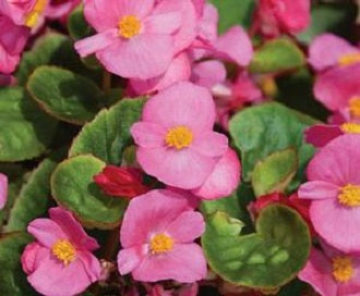 begonia_Bada_Bing_green_leaf_pink.jpg
