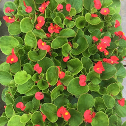 begonia_green_red_.jpg