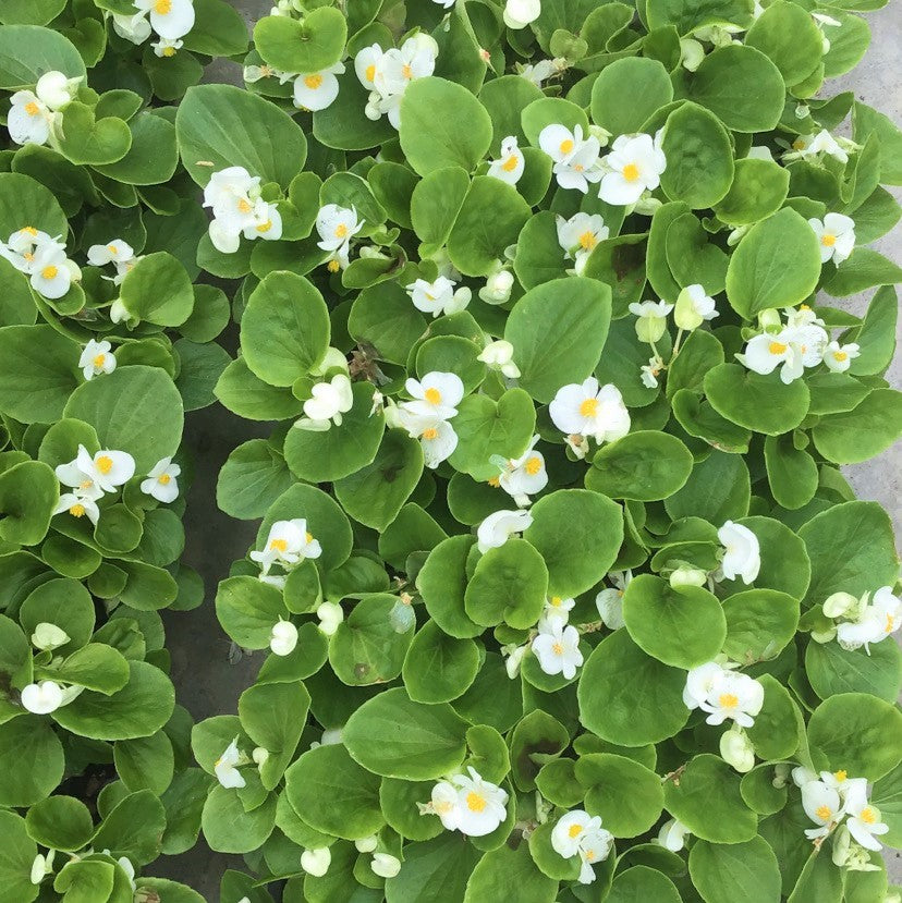 begonia_green_white_.jpg