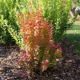 berberis-sunjoy-orange-pillar-1.jpg