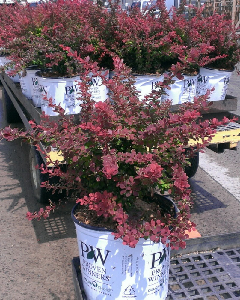 berberis_snjoy_tangelo_3_gal.jpg