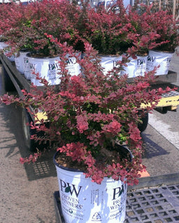 berberis_snjoy_tangelo_3_gal.jpg