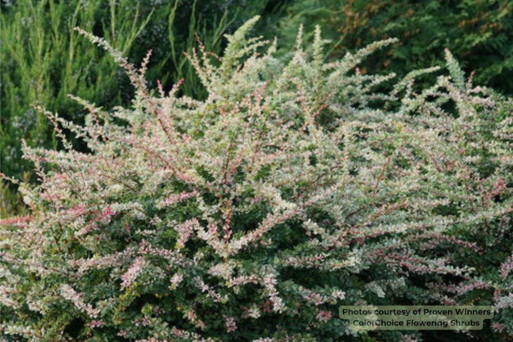berberis_sunjoy_sequins_1.jpg