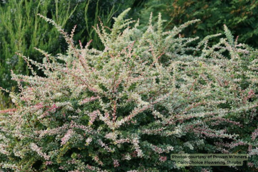 berberis_sunjoy_sequins_1.jpg