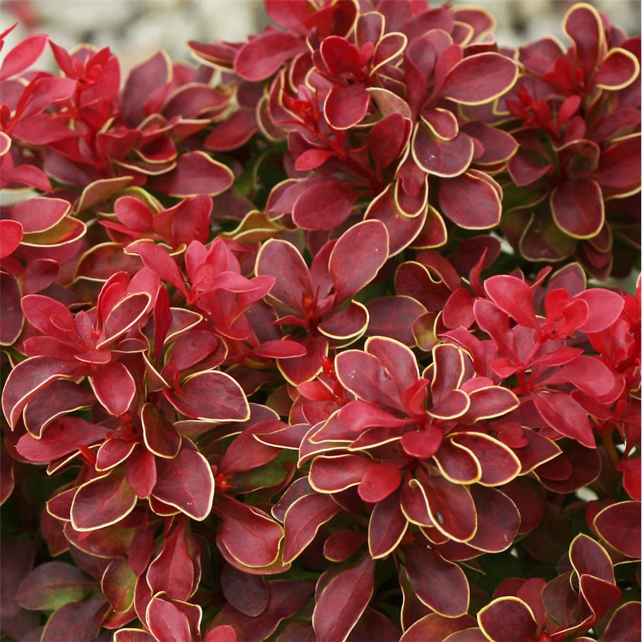 berberis_thunbergii_admiration.jpg