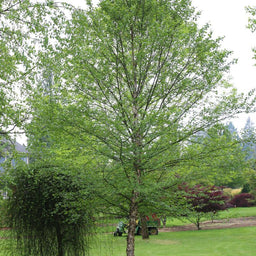 betula city slicker.jpg