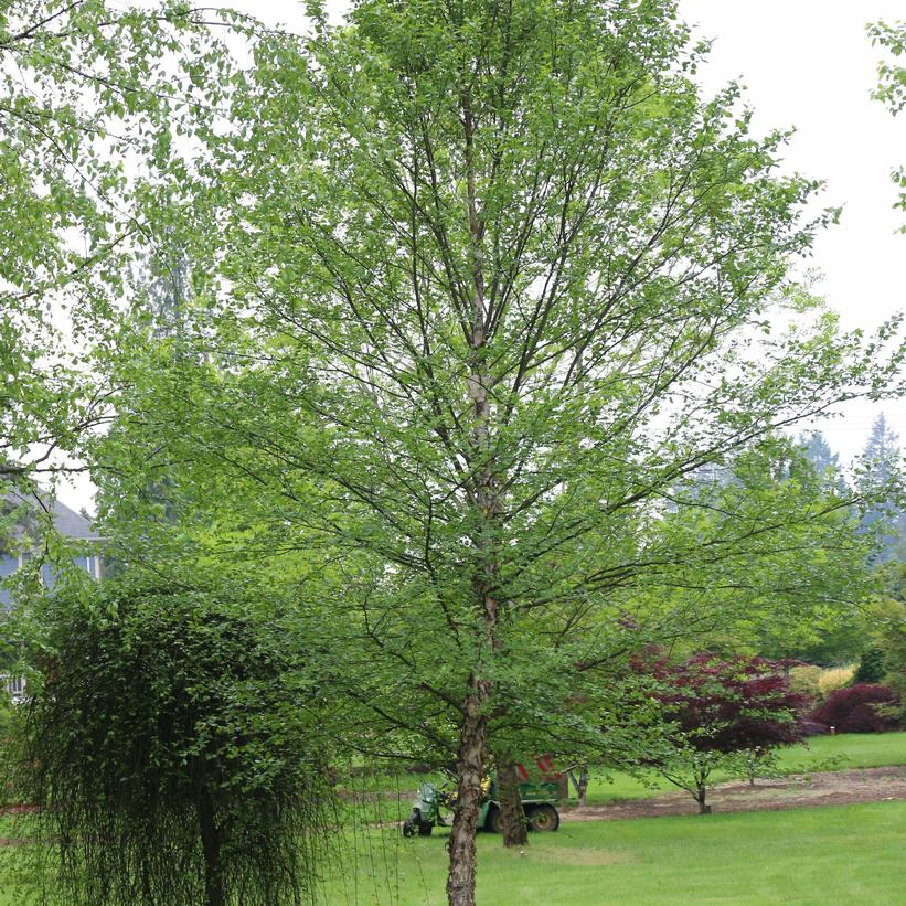 betula city slicker.jpg