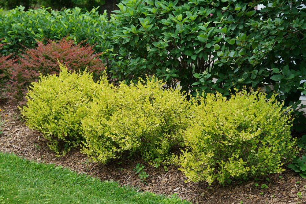 betula_golden_treasure_p_w2.jpg
