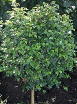 betula_magical_globe[1].jpg