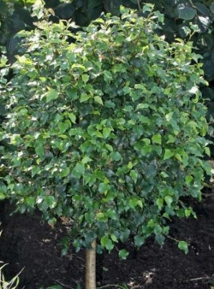 betula_magical_globe[1].jpg