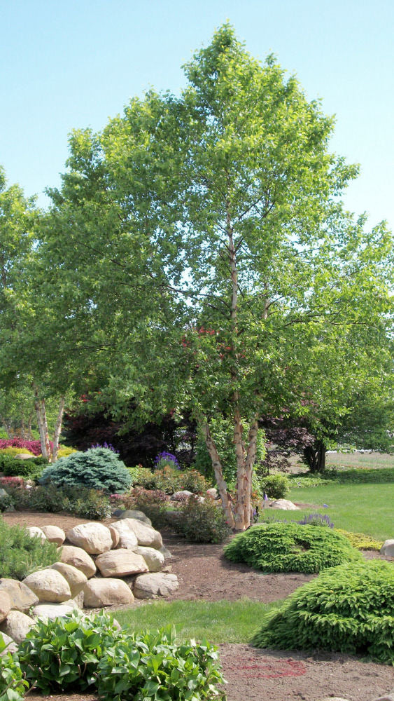betula nigra.jpg