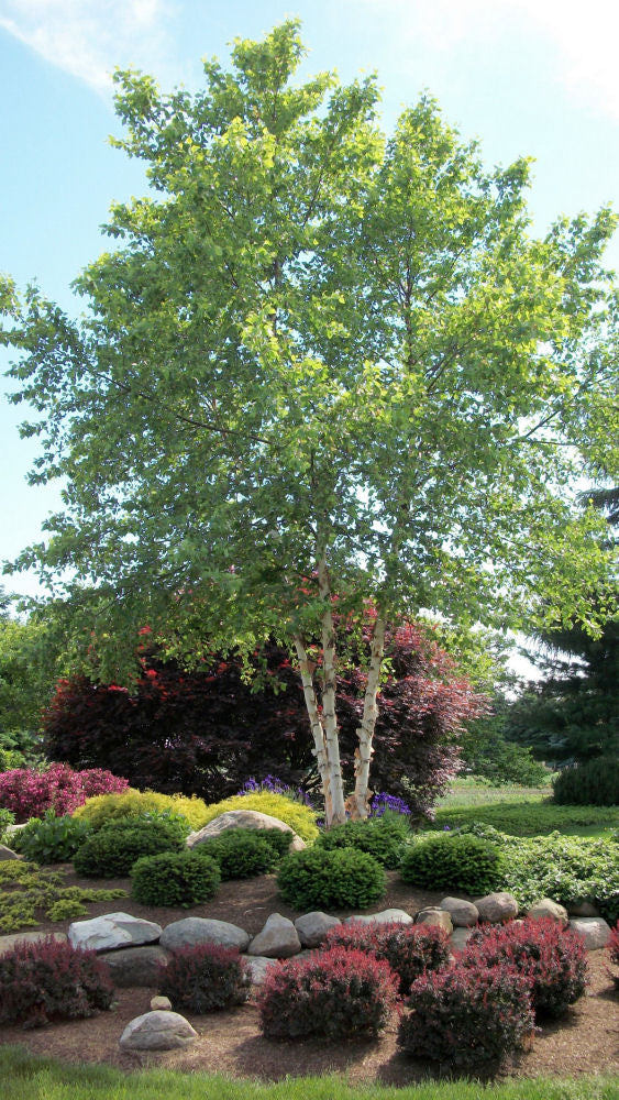 betula nigra cully.jpg