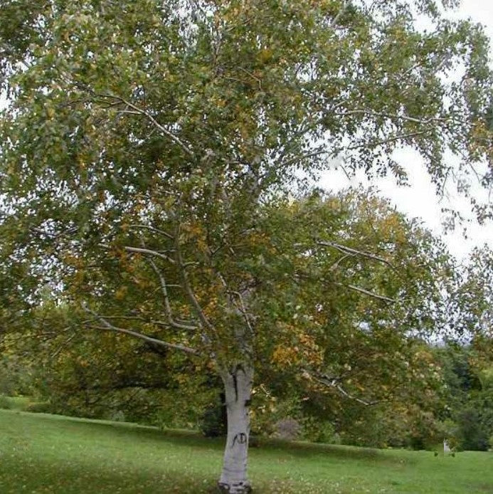 betula papyrifera 2.jpg