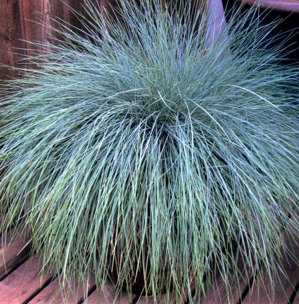beyond blue fescue.jpg