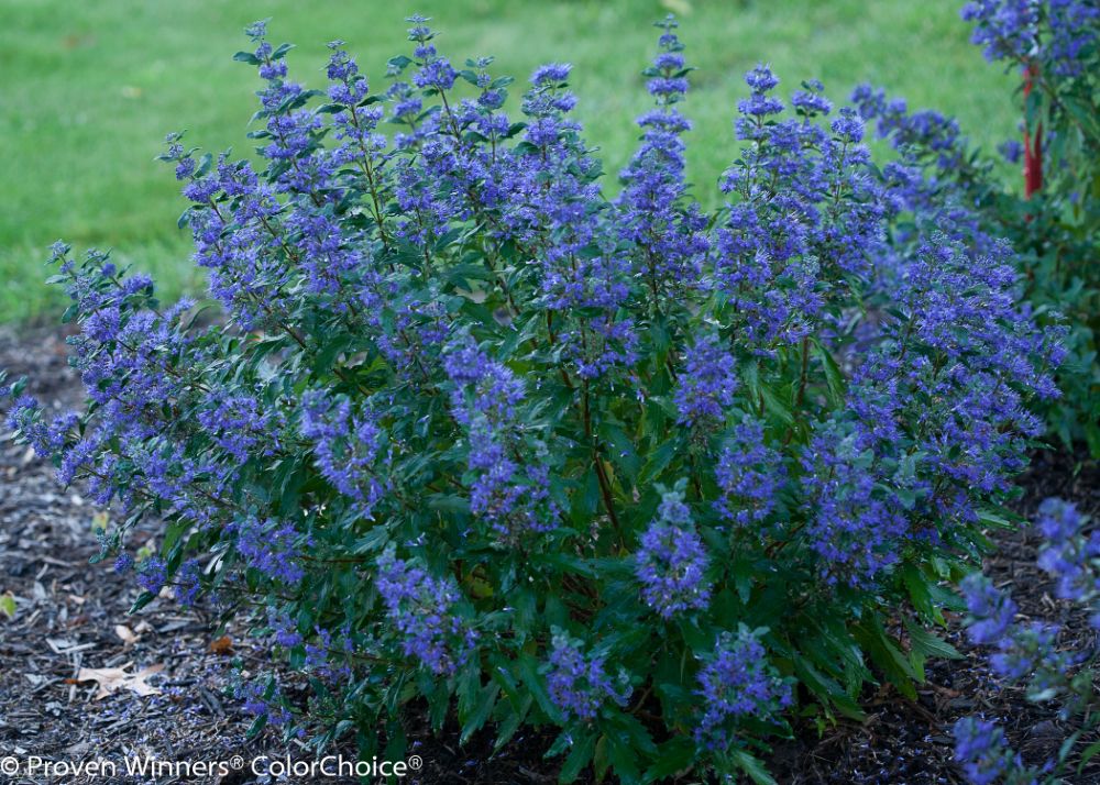beyond_midnight_caryopteris-6-ccpw.jpg