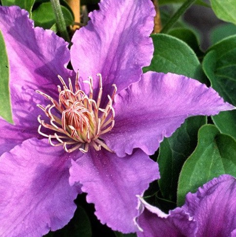 bijou-flora-evipo03.jpg