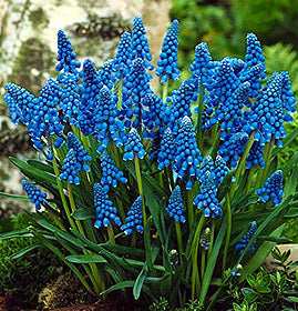 blue_muscari_grape_hyacinth[1].jpg