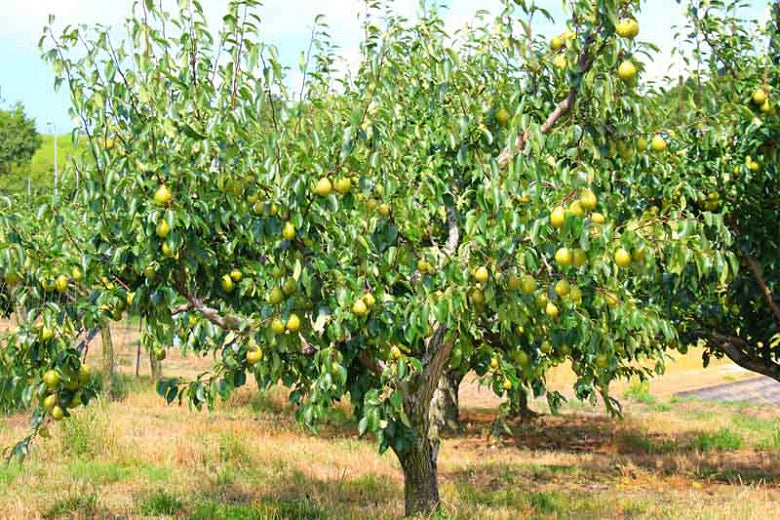 bosc-pear.jpg