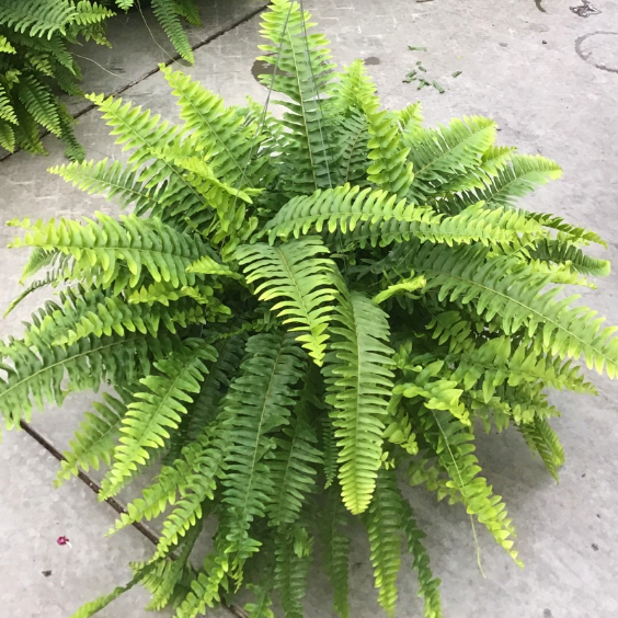 boston_fern_.jpg