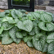 brunnera_jack_of_diamonds_nrh22.jpg