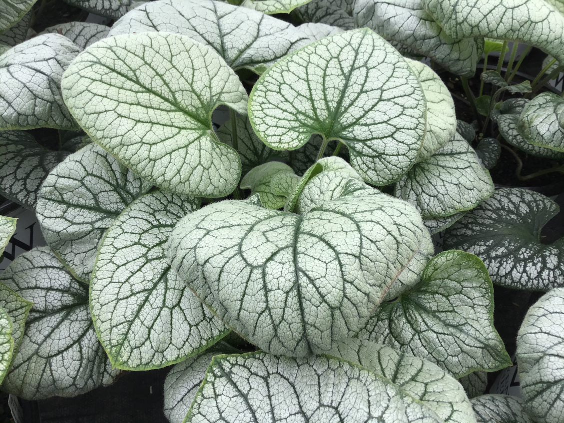 brunnera_queen_of_hearts_.jpg