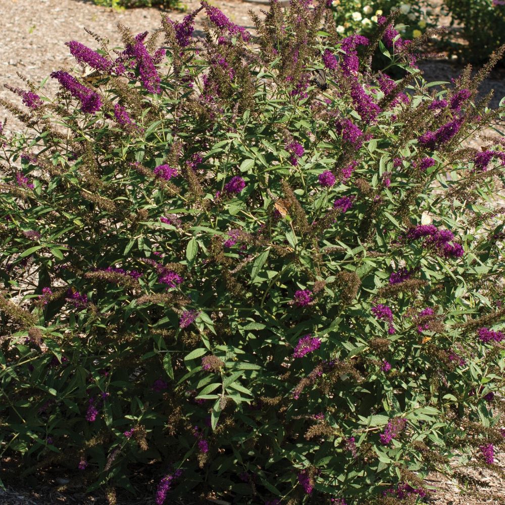 buddleia-royalrazz.jpg