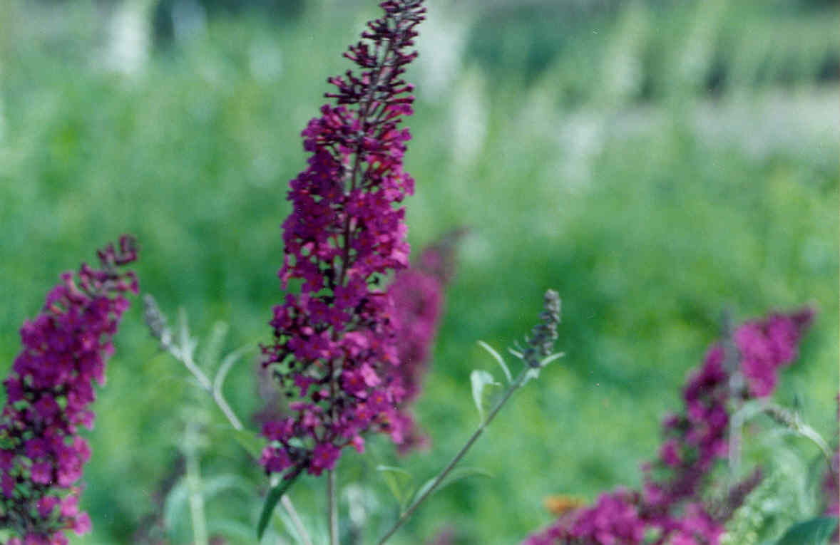 buddleia_black_knight.jpg