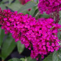 buddleia_buzz_hot_raspberry_ball_seed.jpg