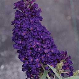 buddleia_buzz_midnight_ball_seed.jpg