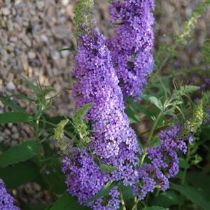 buddleia_buzz_sky_blue_ball_seed.jpg