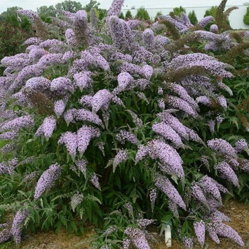 buddleia_grand_cascades_.jpg