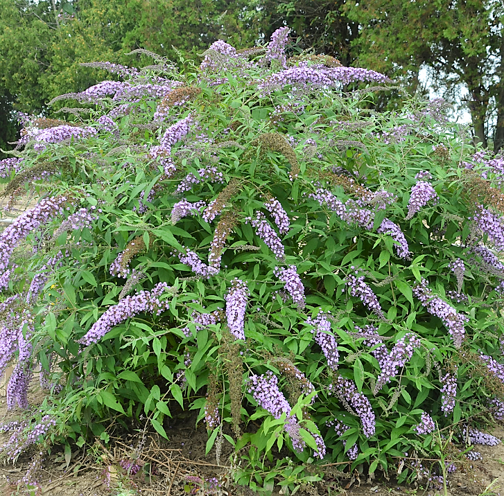 buddleia lav cascade.png