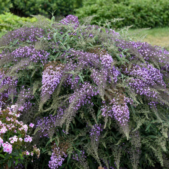 buddleia lilac cascade.png