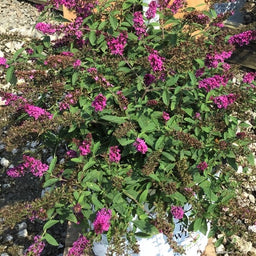 buddleia_lo_behold_ruby_chip_jr_.jpg