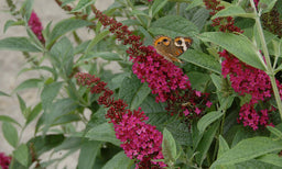buddleia_miss_molly_dsc_3717.jpg