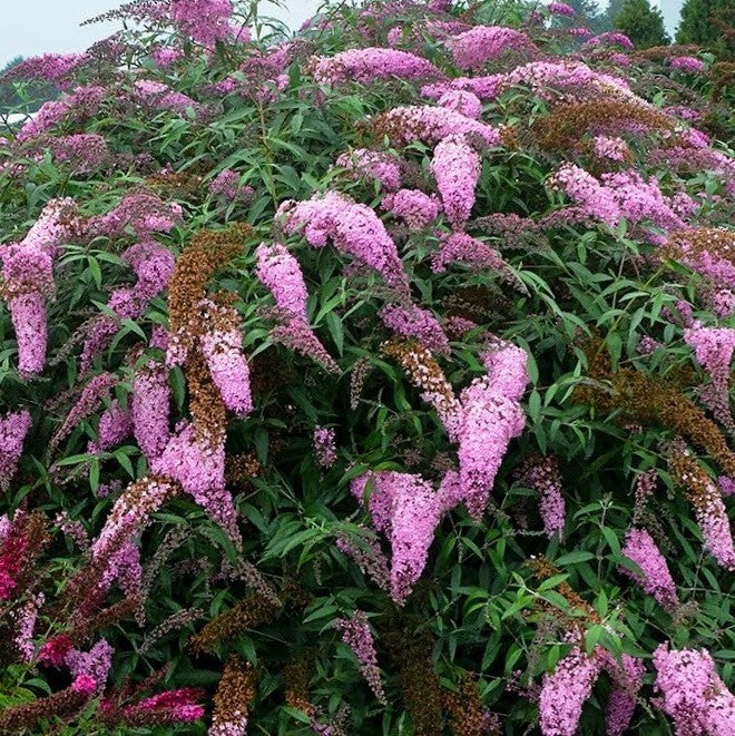buddleia_pink_cascade_.jpg