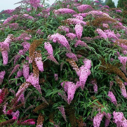 buddleia_pink_cascade_.jpg