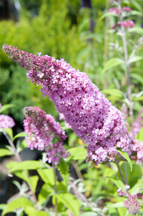 buddleia_pink_charming_small.jpg