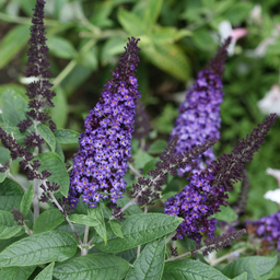 buddleia pugster blue.png